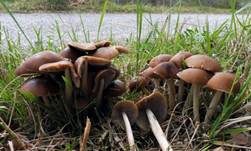 Schmalblättriger Faserling, Foto 11