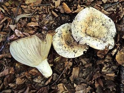 Schmalblättriger Weißtäubling, Foto 2