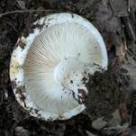 Schmalblättriger Weißtäubling, Foto 12