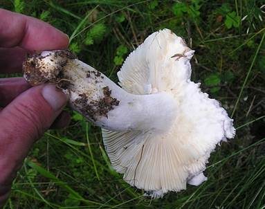 Schmalblättriger Weißtäubling, Foto 5