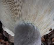 Schmalblättriger Weißtäubling, Foto 6