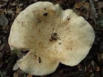 Schmalblättriger Weißtäubling, Foto 7