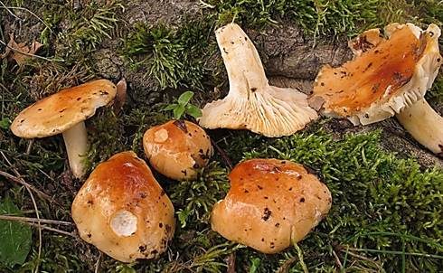 Schmalsporiger Orangeschneckling, Foto 4