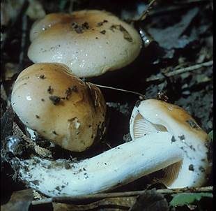 Schmalsporiger Orangeschneckling, Foto 5