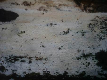 Schmalsporiger Zähnchenrindenpilz, Foto 2