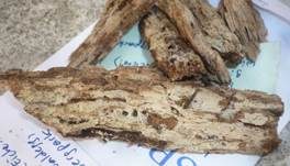 Schmalsporiger Zähnchenrindenpilz, Foto 4