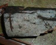 Schmalsporiger Zähnchenrindenpilz, Foto 5