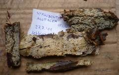 Schmalsporiger Zähnchenrindenpilz, Foto 6