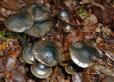 Blauschwarzer Helmling, Foto 4