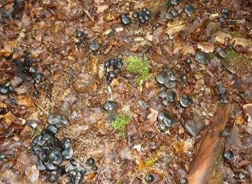 Blauschwarzer Helmling, Foto 5