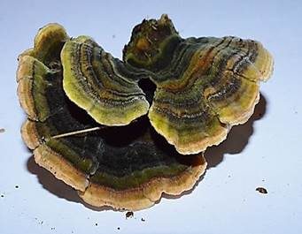 Schmetterlingstramete, Foto 2