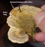 Schmetterlingstramete, Foto 24