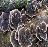 Schmetterlingstramete, Foto 29