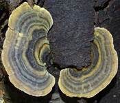Schmetterlingstramete, Foto 38