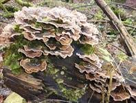 Schmetterlingstramete, Foto 42