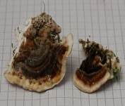 Schmetterlingstramete, Foto 50