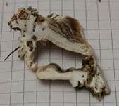 Schmetterlingstramete, Foto 51