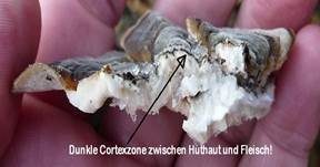 Schmetterlingstramete, Foto 7