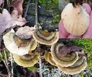 Schmetterlingstramete, Foto 54