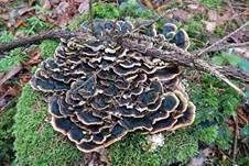 Schmetterlingstramete, Foto 66