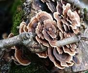 Schmetterlingstramete, Foto 67