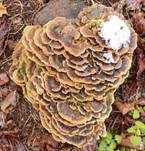 Schmetterlingstramete, Foto 76