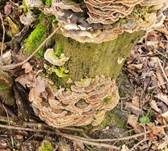 Schmetterlingstramete, Foto 79