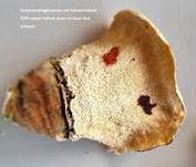 Schmetterlingstramete, Foto 100