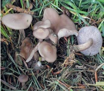 Schmutziger Rötelritterling, Foto 2
