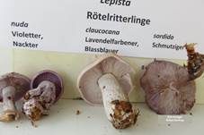 Schmutziger Rötelritterling, Foto 16