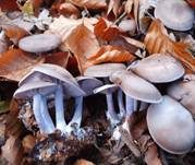 Schmutziger Rötelritterling, Foto 6