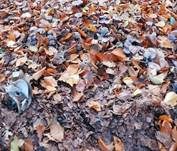 Schmutziger Rötelritterling, Foto 7