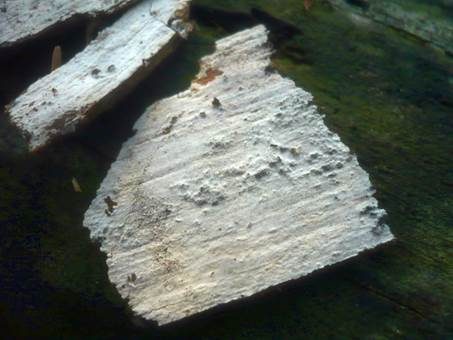Schnallenlose Gewebehaut, Foto 2