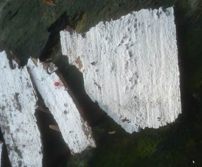 Schnallenlose Gewebehaut, Foto 3