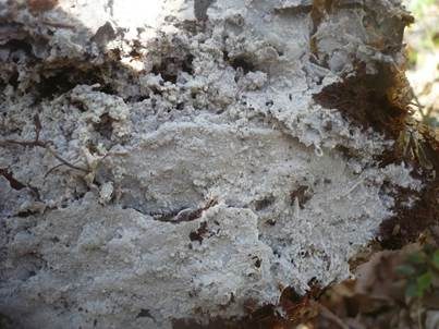Schnallentragende Traubenbasidie, Foto 2