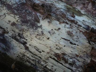 Schnallentragende Traubenbasidie, Foto 4