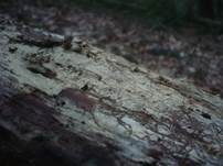 Schnallentragende Traubenbasidie, Foto 6