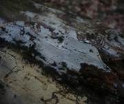 Schnallentragende Traubenbasidie, Foto 7