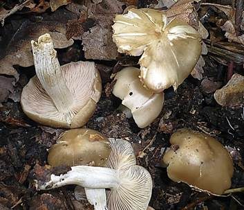 Schmutziger Rötling, Foto 2