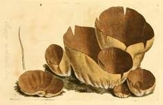 Schneckenöhrling, Foto 6