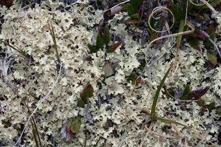 Schneeflechte, Foto 3