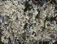 Schneeflechte, Foto 11