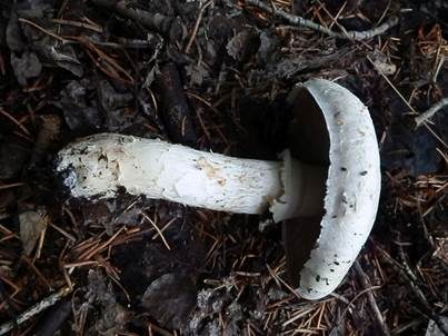 Schneehäutiger Champignon, Foto 3