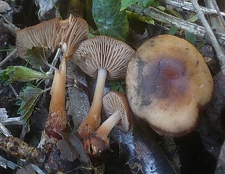 Schneerübling, Foto 3