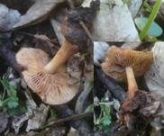 Schneerübling, Foto 13