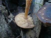 Schneerübling, Foto 14