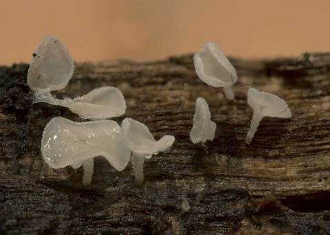 Schneeweißes Haarbecherchen, Foto 3