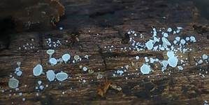 Schneeweißes Haarbecherchen, Foto 4
