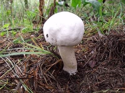 Schneeweißer Champignon, Foto 2