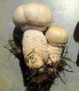 Schneeweißer Champignon, Foto 3